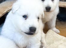 Pure white German shepherd puppies يراوه بيور وايت جيرمن