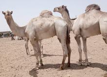 جمال وقعدان جمال وقعدان