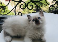 Rag doll kitten Rag doll kitten