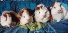 guina pigs guina pigs