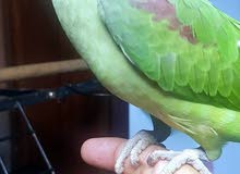 Nepali Parrot - Alexandrian 10 moths old for sale in Abu Dhabi - نيبالي اليف للبيع Nepali Parrot - Alexandrian 10 moths old for sale in Abu Dhabi - نيبالي اليف للبيع