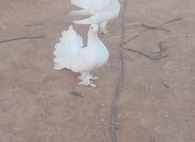 حمام حزاز 12دينار