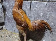 السلام عليكم عليكم جنايه مطلوب مخالف هراتي رس معرف الي غده يكلمني السلام عليكم عليكم جنايه مطلوب مخالف هراتي رس معرف الي غده يكلمني