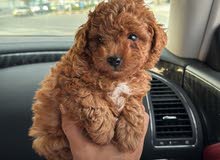 Poodles puppies small size two females one male بودلات حجم صغير نثيتين وذكر