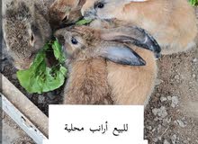 ارانب محلية ارانب محلية