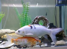 koi and gold fish for sale