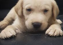 labrador labrador