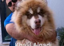 Pomeranian   Samoyed    Giant Malamute