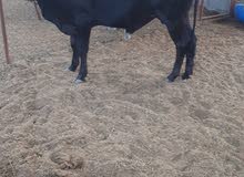 cow for sell cow for sell