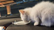 Beautiful White Kitten Persian/Himalayan Beautiful White Kitten Persian/Himalayan