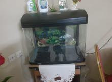 حوض سمك fish tank حوض سمك fish tank