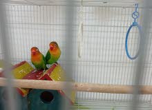 African love bird pair with complete big cage setup