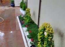 تزين الاشجار والحدائق تزين الاشجار والحدائق