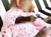 قرده بابون قرده بابون