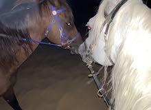 Arabian horses for sale Arabian horses for sale