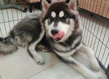 Alaskan malamute Alaskan malamute