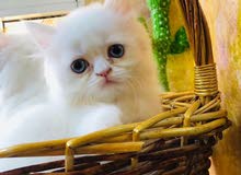 persian female kitten persian female kitten