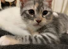 Turkish angora and Himalayan mix kitten for sale Turkish angora and Himalayan mix kitten for sale