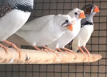 cage with birds for sale cage with birds for sale