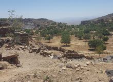 لوز بلدي خولاني جبري لوز بلدي خولاني جبري