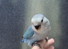 طير حب طير حب