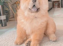 female pure breed chow chow puppy 3 months old female pure breed chow chow puppy 3 months old