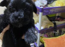 Morkie puppies Morkie puppies