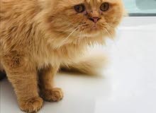 قط ذكر شيرازي عمرها سنه قط ذكر شيرازي عمرها سنه