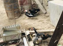 متاح بط مصري متاح بط مصري