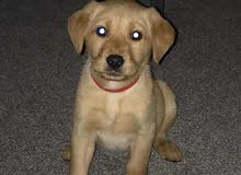 Labrador puppy for sale......What's app......+ Labrador puppy for sale......What's app......+