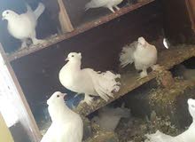 طيور عرايس للبيع طيور عرايس للبيع
