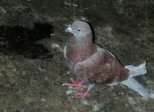 حمامه حمره حمامه حمره