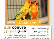سن كنيور للبيع سن كنيور للبيع