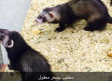 مطلوب فيريت مطلوب فيريت