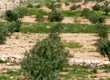 Farm Land for Sale in Madaba Mai'n