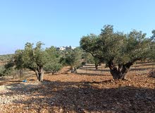Mixed Use Land for Sale in Ramallah and Al-Bireh Kaubar
