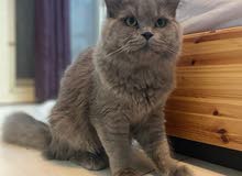 British long hair male 1 year old British long hair male 1 year old