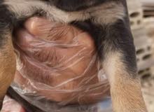 puppies labradore for sale puppies labradore for sale