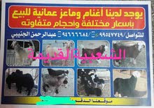 تيوس وكباشه للذبح تيوس وكباشه للذبح