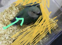 ببغاء روز اخضر عمر شهر و3 اسابيع ببغاء روز اخضر عمر شهر و3 اسابيع