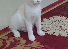 للبيع قطة للبيع قطة