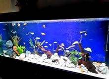 Aquarium 350L 1.5m Aquarium 350L 1.5m