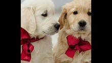 Dogs For Adoption Huskey German Shepered Puppies Best Prices In Ajman Al Mwaihat
