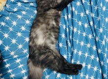 6 months old female Kitten 6 months old female Kitten