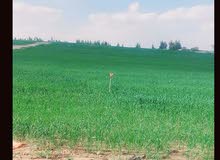 Farm Land for Sale in Damanhour Other