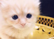كيتن شيرازي اصلي كيتن شيرازي اصلي