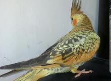 parrots parrots