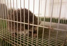 hedgehog hedgehog