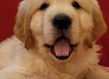 golden retriever puppies golden retriever puppies