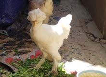 دجاج زينه دجاج زينه
